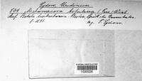 Melampsoridium betulinum image